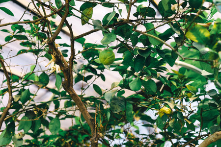 Lemon tree thrives inside a greenhouse with vibrant green leaves and small fruits visible under natural light showcasing growth and vitality.の写真素材