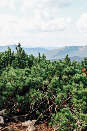 Lush green pine trees fill the foreground while distant mountains rise under a cloudy sky in this tranquil natural setting.の写真素材