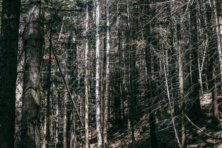 Sunlight filters through the dense canopy of trees in a tranquil forest. The tall trunks and...
