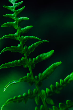 Bright green fern leaves emerge from a dark background showcasing intricate leaf patterns and textures found in nature.の写真素材
