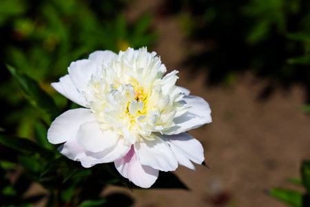 A white peony flower opens up in full bloom amidst lush green foliage under bright sunlight capturing the essence of spring.の写真素材