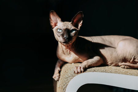 A sphynx cat with striking blue eyes lounges comfortably on a stylish piece of furniture. Soft...