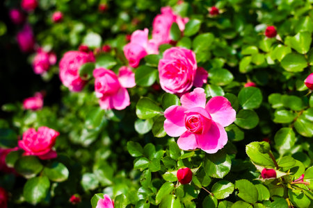 Colorful pink roses flourish in a well-kept garden surrounded by rich green foliage under clear blue skies.の写真素材