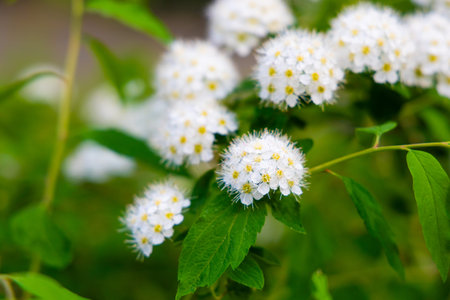 Spiraea betulifolia white flowers with yellow centers fill the garden surrounded by vibrant green...