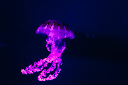 A jellyfish moves elegantly through deep blue water pulsating with stunning purple light showcasing...