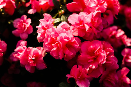 Bright pink flowers are blooming in a lush garden under clear blue skies showcasing their vivid...