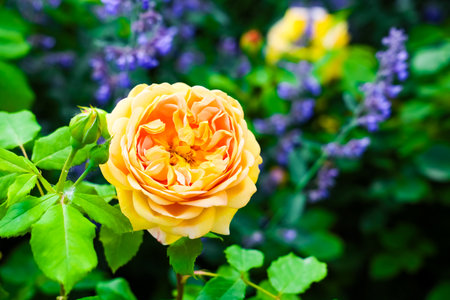 A stunning yellow rose opens its petals amidst a lush garden filled with purple flowers. Nature showcases its vibrant colors in full bloom.の写真素材