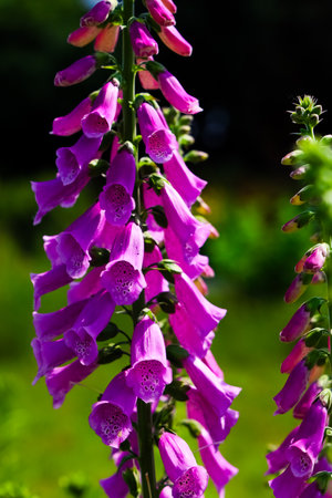 Tall foxglove plants showcase bright purple blooms in a lush garden on a sunny summer day creating a vibrant display of natures beauty.の写真素材