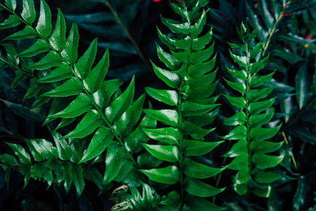 Vibrant green ferns are flourishing in a shaded spot showcasing their intricate leaf structures under warm sunlight in a tropical garden.の写真素材
