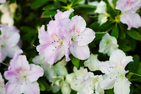 Delicate pink and white azalea flowers bloom abundantly showcasing their elegant petals in a vibrant garden setting during spring.の写真素材