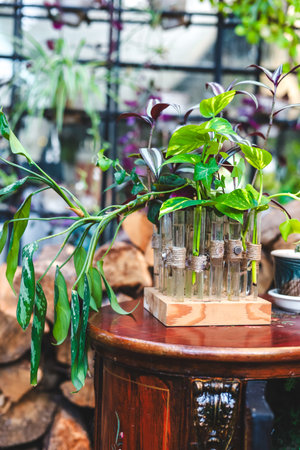 A rustic wooden table showcases a stylish plant arrangement in glass tubes featuring vibrant green stems in a botanical corner.の写真素材