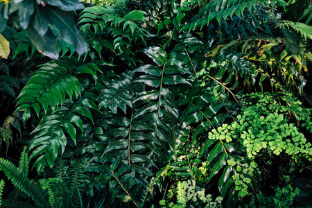 Vibrant ferns and various green plants fill the forest floor showcasing rich textures and colors in...
