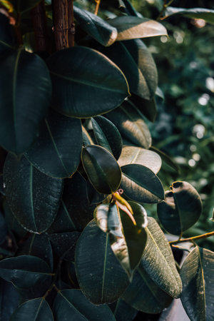 Rich green leaves with a glossy texture are visible on a plant in a vibrant garden. Sunlight illuminates the foliage beautifully.の写真素材