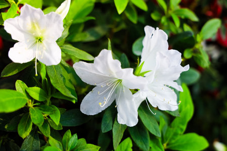 Delicate white azalea flowers open among vibrant green leaves in a garden setting showcasing springs beauty in full bloom.の写真素材
