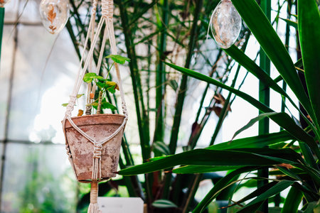 A small terracotta pot hangs from a macrame holder showcasing fresh green plants in a vibrant indoor garden. Sunlight filters through the leaves.の写真素材