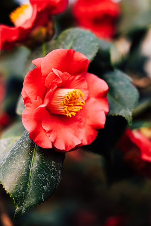 Bright red camellia flower displays its intricate petals surrounded by green leaves in a garden during spring.の写真素材