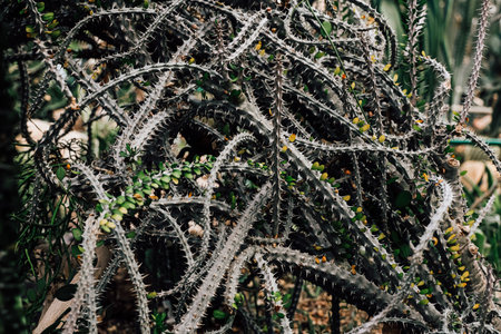 Close-up view of various cactus plants intertwining with sharp spines and greenery in a botanical garden during midday hours.の写真素材