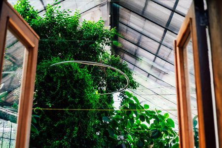 Sunlight filters through a greenhouse illuminating lush green plants against wooden door frames.の写真素材