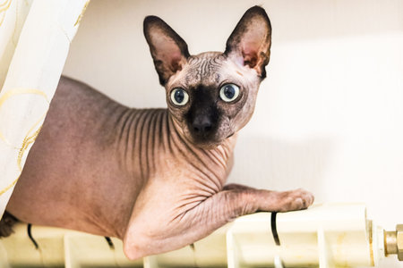 A sphynx cat with large eyes and unique features peeks peeking warms itself on the battery because it's cold at homeの写真素材