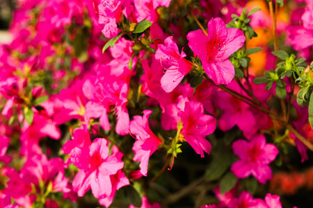 Vivid pink azalea flowers fill the garden with color showcasing their beauty in full bloom under the bright sunlight.の写真素材