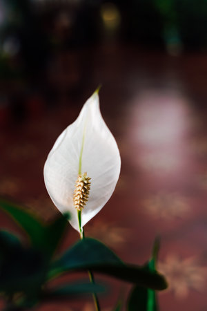 Close-up of a white peace lily flower highlights its unique shape and stunning features in a tranquil garden.の写真素材