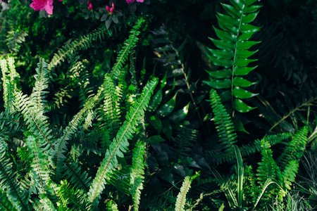 Various green ferns grow in a vibrant garden with colorful blooming flowers under bright sunlight during springtime.の写真素材