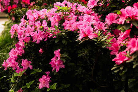 Bright pink azalea flowers create a beautiful display in a well-maintained garden during the spring season showcasing natures beauty.の写真素材
