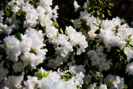 Clusters of vibrant white flowers bloom in a lush garden showcasing the beauty of spring in full swing.の写真素材
