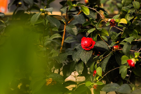 A vibrant red flower stands out among lush green leaves in a garden setting on a sunny afternoon.の写真素材