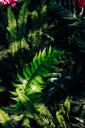 Various types of ferns flourish in a garden filled with greenery and colorful blooms showcasing natures beauty in bright sunlight.の写真素材
