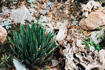 Lush green plant stands out in a garden surrounded by stones and organic textures showcasing natural beauty.の写真素材