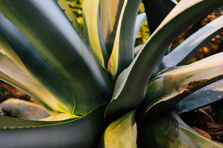 Detailed view of an agave plant with lush green leaves illuminated by sunlight highlighting its unique texture and form in a garden setting.の写真素材