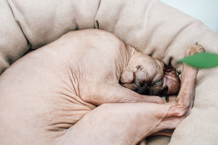 A relaxed Sphynx cat is sleeping peacefully in a soft round bed in a well-lit living room. The warm sunlight filters through nearby windows.の写真素材