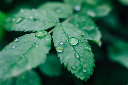 Fresh green leaves displaying droplets of water in a lush environment capture the essence of a tranquil morning.の写真素材