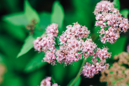 A vibrant cluster of delicate pink flowers flourishes amidst green foliage in a sunny garden showcasing the beauty of spring.の写真素材