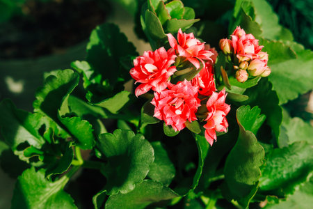 Beautiful clusters of pink flowers emerge from vibrant green foliage in a sunny garden setting showcasing the arrival of spring.の写真素材