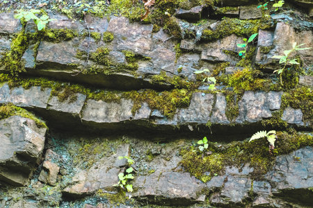 A rock wall features moss and small plants growing in crevices illuminated by soft daylight in a tranquil forest environment.の写真素材