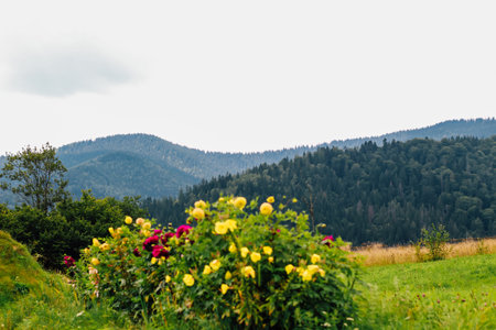 Bright yellow and red flowers bloom in the foreground while lush Carpathians mountains rise under a gray sky creating a peaceful landscape.の写真素材