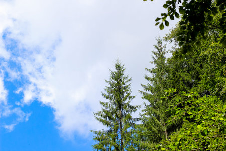 Lush green pine trees reach towards a vibrant blue sky with fluffy white clouds overhead in a serene forest setting.の写真素材