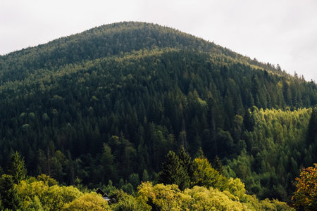 A lush Carpathians mountain stands prominently surrounded by dense forests and under a cloudy sky during early morning hours.の写真素材
