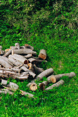 A collection of freshly cut logs rests on lush green grass under the sun. The surrounding area is filled with dense vegetation.の写真素材