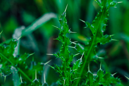 Lush green plant with prominent sharp thorns stands out in a natural environment highlighting its unique features.の写真素材