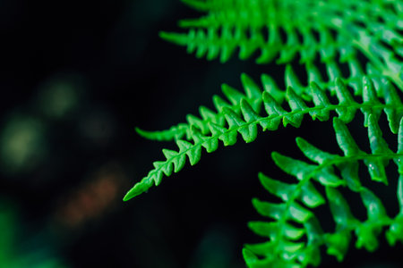 Fern leaves display vibrant green hues while adorned with droplets of dew in a serene environment during daytime.の写真素材