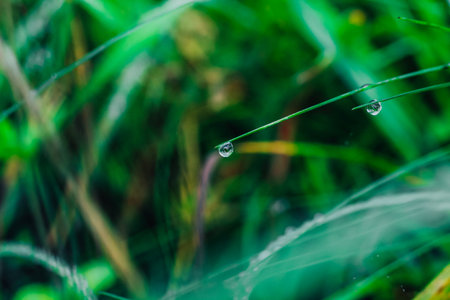 Early morning light highlights glistening water droplets clinging to grass blades in a tranquil outdoor environment filled with lush greenery.の写真素材