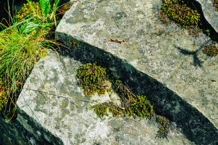 Bright sunlight illuminates moss and grass growing on a rocky surface showcasing natures resilience in a natural environment.の写真素材
