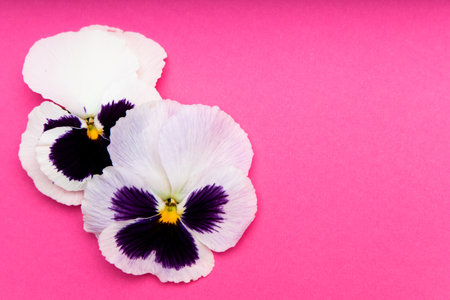 Three pansy flowers show delicate white and purple petals against a bright pink backdrop creating a lovely visual display.の写真素材