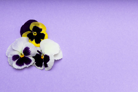 A vibrant collection of pansies in various colors is arranged on a soft purple background showcasing their delicate petals.の写真素材