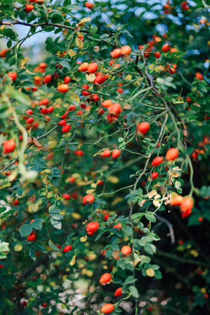 Bright red berries dangle from green branches basking under the warm sunlight in a garden. The natural colors create a vivid atmosphere.の写真素材