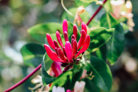 Vibrant red honeysuckle blossoms stand out against green foliage in a sunny garden. The scene captures the beauty of nature in spring.の写真素材