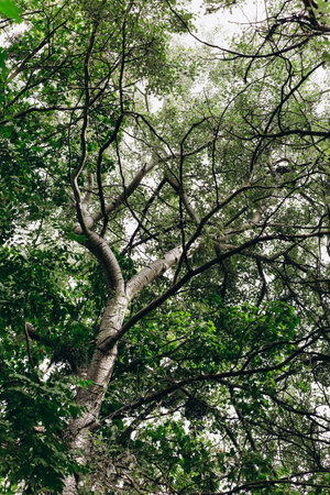 Branching out in various directions a tall tree stands in a thick forest its canopy covered in vibrant green leaves under a cloudy sky.の写真素材